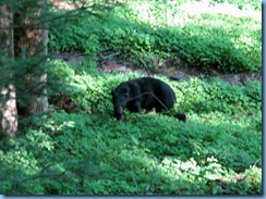 0090 Great Smoky Mountain National Park  - Tennessee - Laurel Creek Road - Black Bear