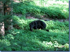 0090 Great Smoky Mountain National Park - Tennessee - Laurel Creek Road - Black Bear 0090 Great Smoky Mountain National Park - Tennessee - Laurel Creek Road - Black Bear
