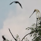 IMG_6671.JPG