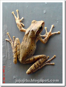Polypedates leucomystax_Katak Pohon Bergaris_Stripped Tree Frog 3 Polypedates leucomystax_Katak Pohon Bergaris_Stripped Tree Frog 3