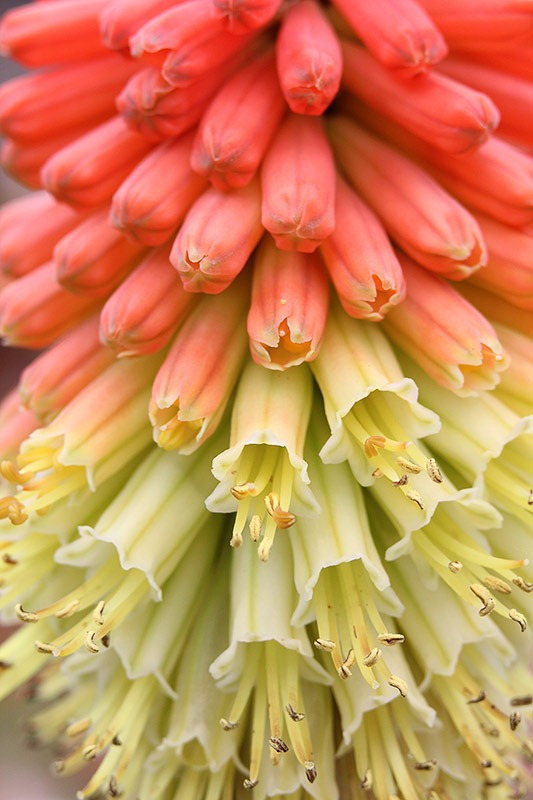 [110528_kniphofia-uvaria%255B3%255D.jpg]