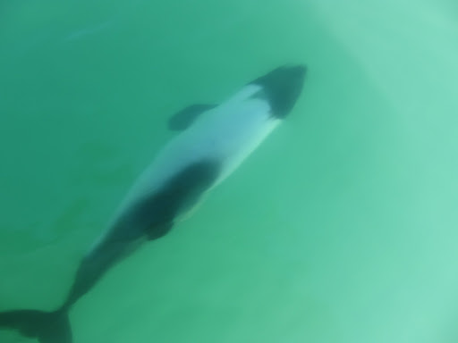 A Commerson's Dolphin, just below the surface of the water.