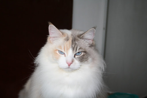 Calaquendi JungleKey.fr Image