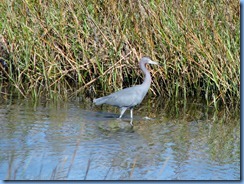 6251 Texas, South Padre Island - Birding and Nature Center guided bird walk - Little Blue Heron