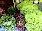 Nov 28 - Lettuce