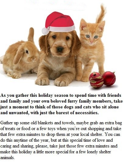 [Holiday%2520pet%2520rescue%255B3%255D.jpg]