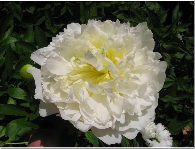 White Peony