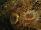 Fan worm: fan worms feeding in the current