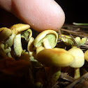 Sulphur Tuft
