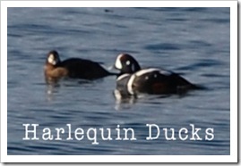 Harlequin Ducks