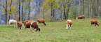 Cows