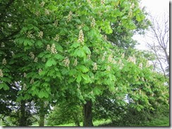 Healthy Chestnut trees