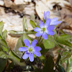 hepatica5.jpg