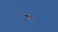 DSC03017.jpg