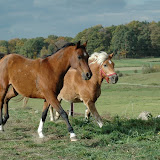 Hubertus 2006, Nowy Jaworów, Autor: Leszek Wójcik