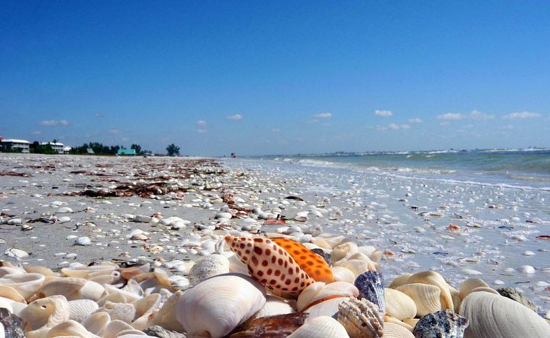 sanibel-shell-0 sanibel-shell-0