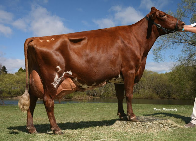 Myrtleholme Ailsa 14.jpg