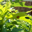 Lady Bug