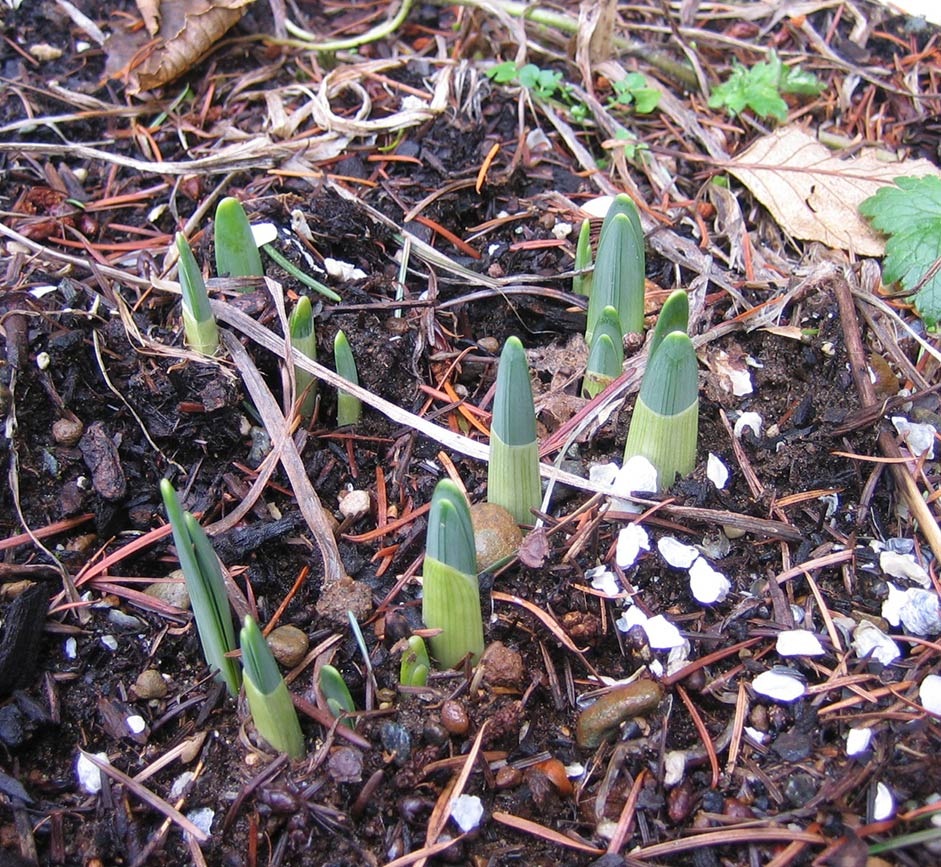 [spring-first-signs-1.jpg]