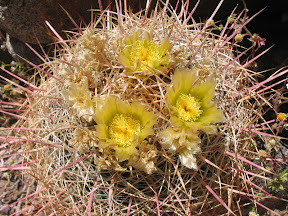 Barrel cactus blooms