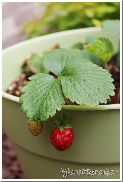 strawberry plant