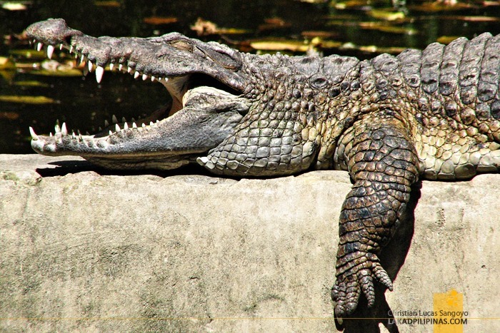 Crocodiles at Subic's Zoobic Safari