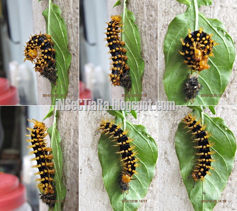 ulat kupu-kupu Common Eggfly atau Great Eggfly (Hypolimnas bolina) ganti kulit _2