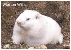 Wiarton Willie