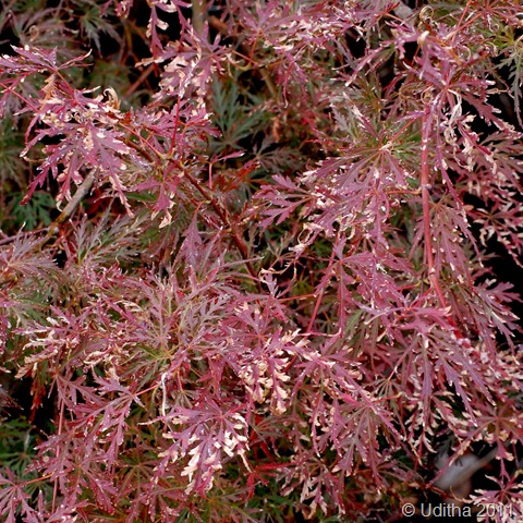 DSC_0475 DSC_0475