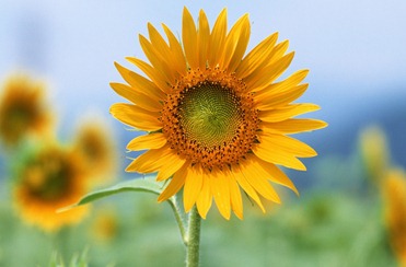 girassol-5211 girassol-5211