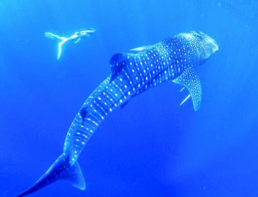 tiburon ballena