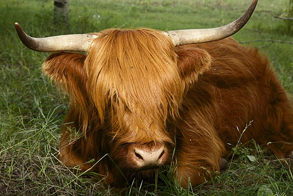 Highland Cattle