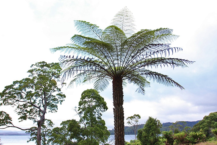 [100104-Sarah-Island%252C-Tasmania%252C-tree-ferns_15%255B2%255D.jpg]