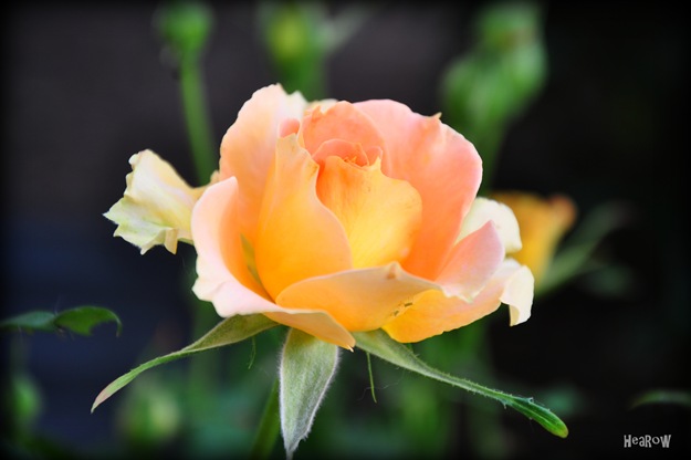 roses_1874