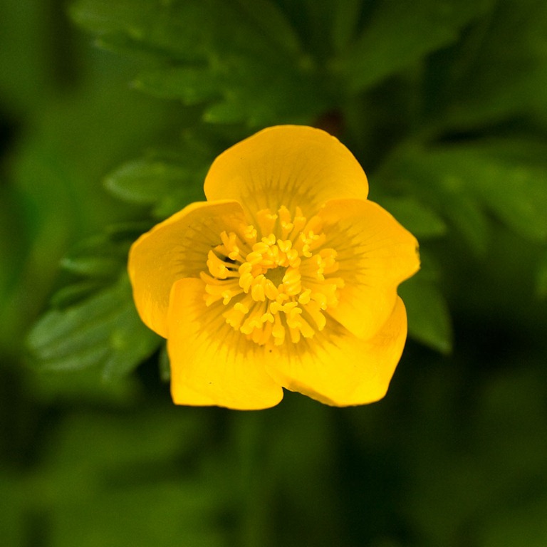 [Buttercup%255B4%255D.jpg]