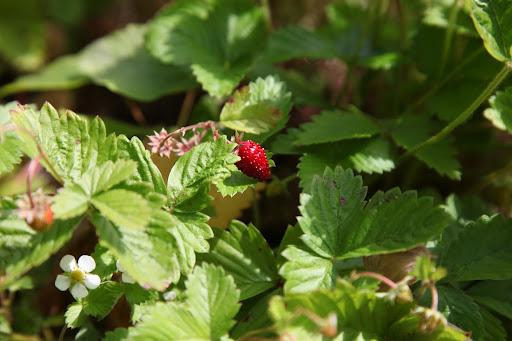 Yes, Franny.  Those are the Fraise des Bois, a type of wild strawberry.  You can see that the fruit is much smaller and more oblong than the common strawberry.