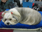 Lhasa Apso