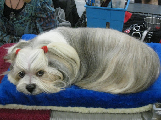 Lhasa Apso