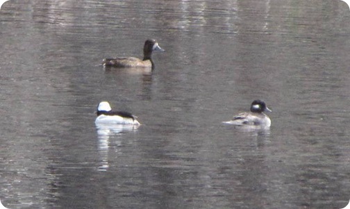 BuffleheadPossibleBlueWingedTeal BuffleheadPossibleBlueWingedTeal