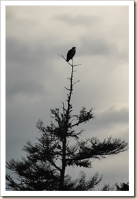 osprey