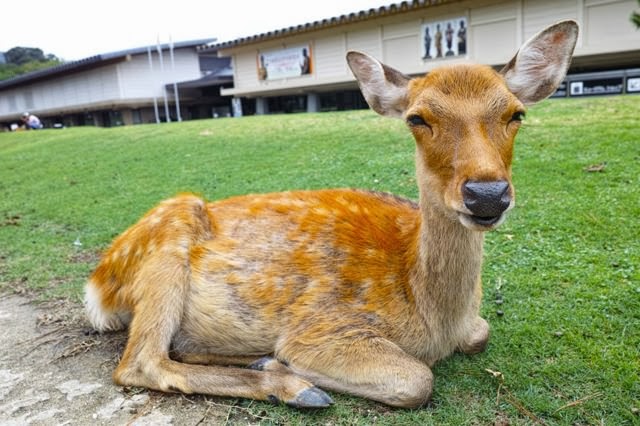 奈良公園の鹿