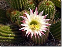 RCW cactus blooms 009