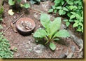 わが家の九輪草はまだ葉っぱだけ 2012-05-27 11-04-34