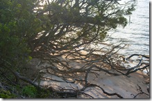sand is being washed further into the inlet and trees provide little resistance to erosion