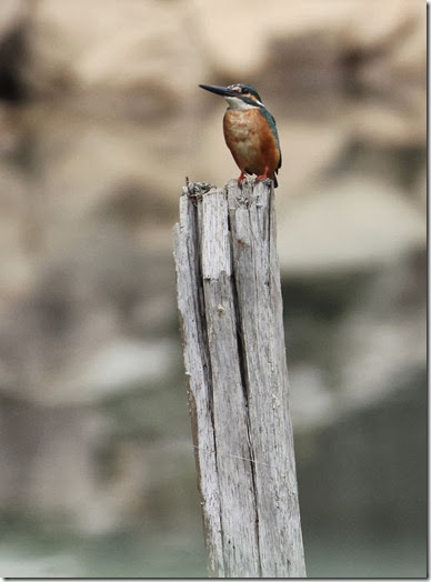 common kingfisher (2) common kingfisher (2)