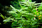 Underwater Plant.jpg