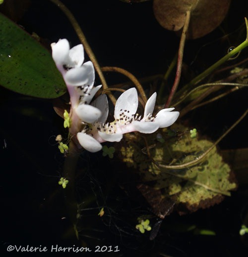 [20%2520water-hawthorn%255B2%255D.jpg]