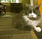 This is my cousin Anette's fur kid Oliver!  I think that makes him my 2nd cousin?  Or is it first cousin once removed?