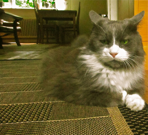 This is my cousin Anette's fur kid Oliver!  I think that makes him my 2nd cousin?  Or is it first cousin once removed?