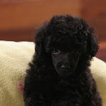 dog620-3.jpg